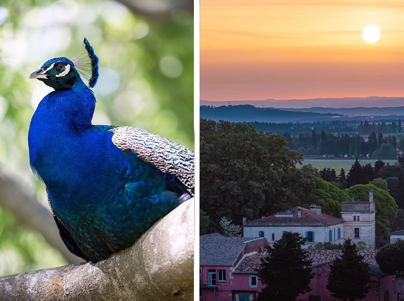 journal de campuget domaine viticole nimes arles avignon 2