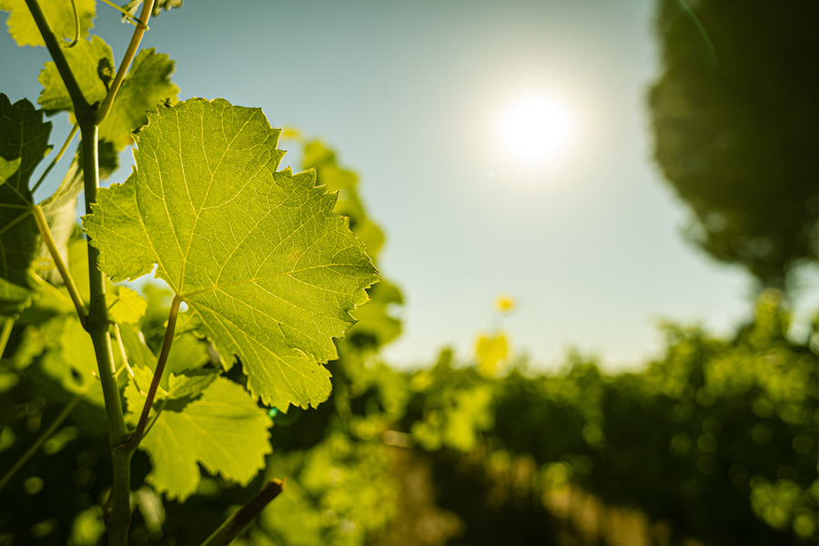 campuget vignoble galerie hebergements nimes 8 - Domaine de Campuget