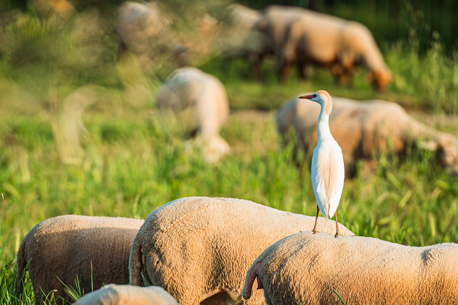 campuget vignoble galerie hebergements nimes 9 - Domaine de Campuget