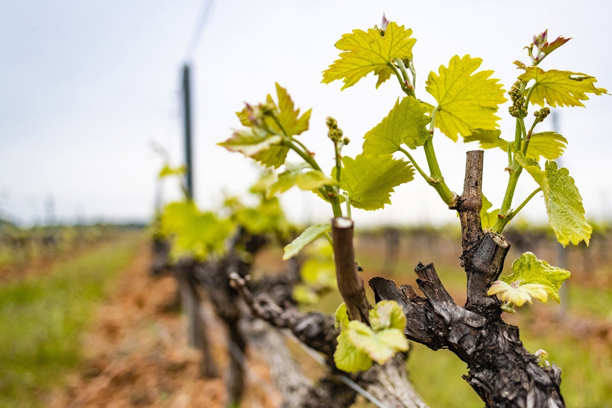 grands vins du rhone campuget 0 - Domaine de Campuget