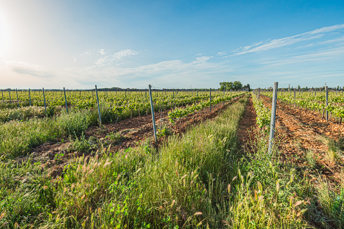 grands vins du rhone campuget 3 - Domaine de Campuget