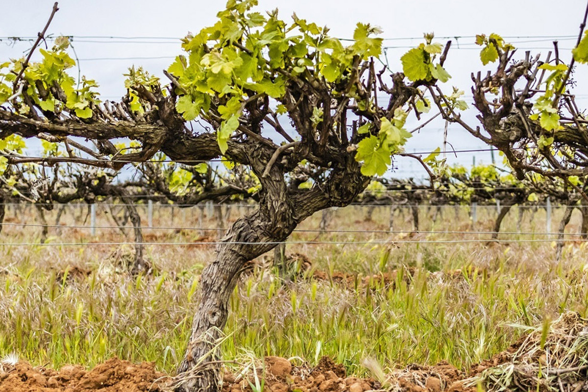 grands vins du rhone campuget 7 - Domaine de Campuget