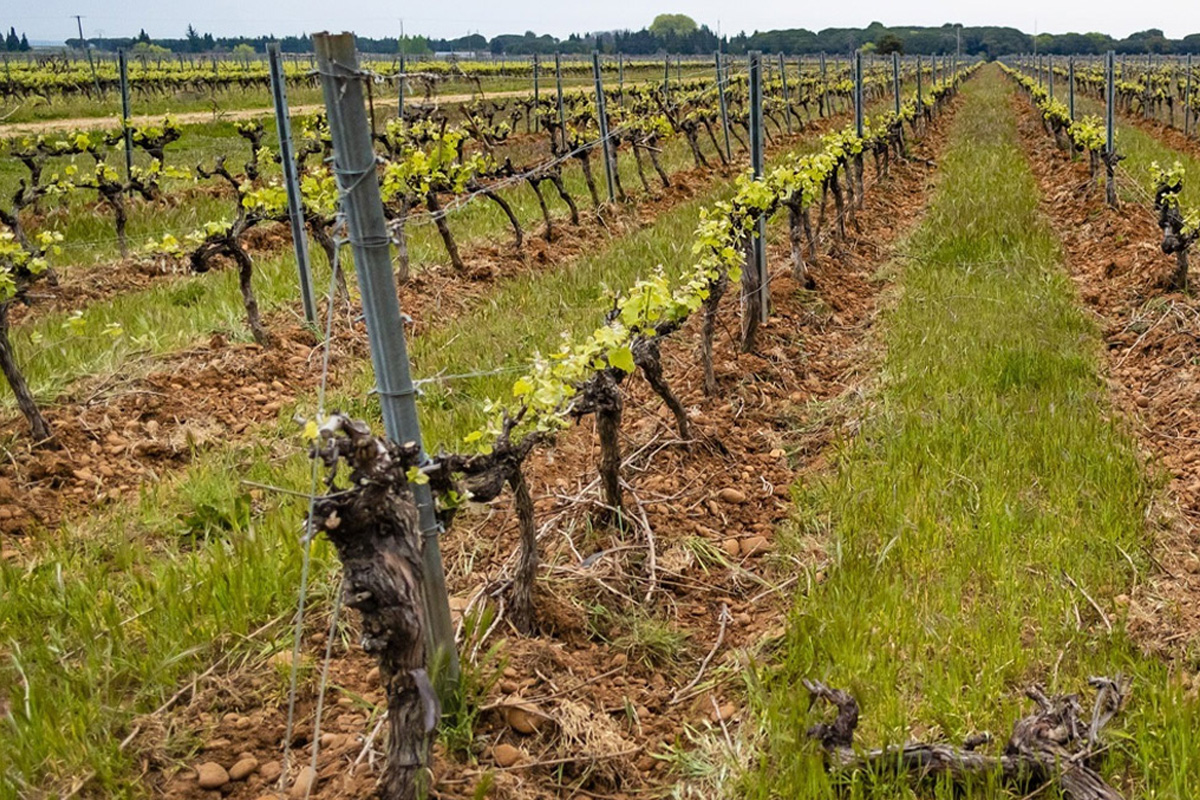 grands vins du rhone campuget 8 - Domaine de Campuget